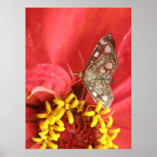 Póster Pretty Moth on Red Flower Print