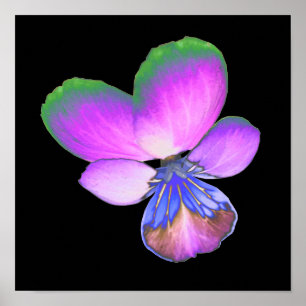 Póster Pretty Pansy Print