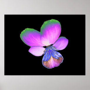 Póster Pretty Pansy Print