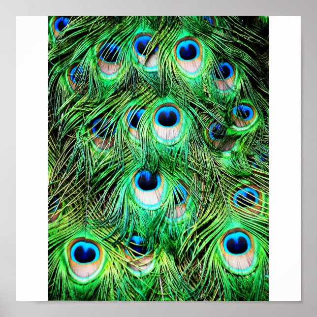 Póster Pretty Peacock (Frente)