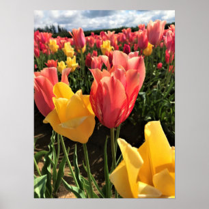 Póster Pretty Spring Tulips in a Field, Oregon