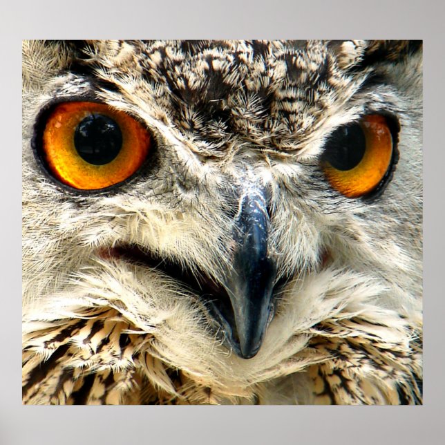 Póster Prey a la vista (Frente)