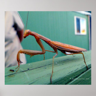 Póster Preying Mantis y ant