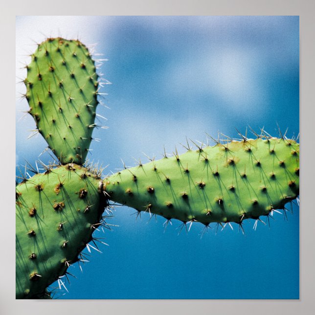 Póster Prickley Cactus (Frente)