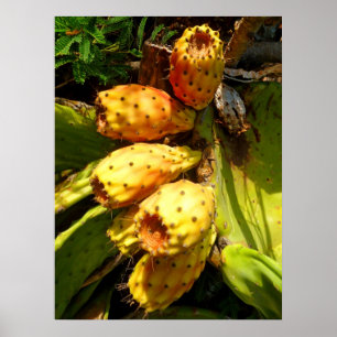 Póster Prickley Pear Cacti Fruit