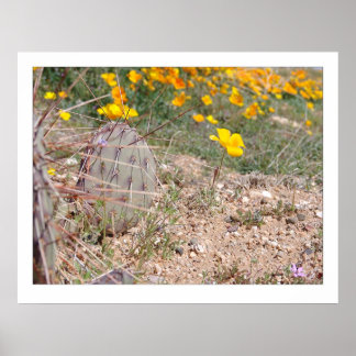 Póster Prickley Pear Cactus & Poppy