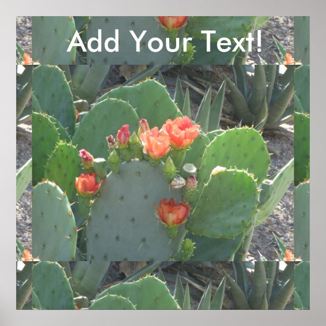 Póster Prickly Pear Cactus Green Red Bloom (Frente)