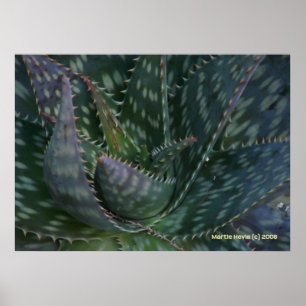 Póster Pricky Aloe Vera