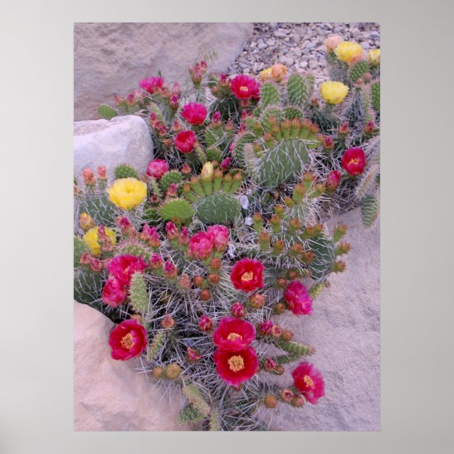 Póster Pricky Pear Cacti (Frente)