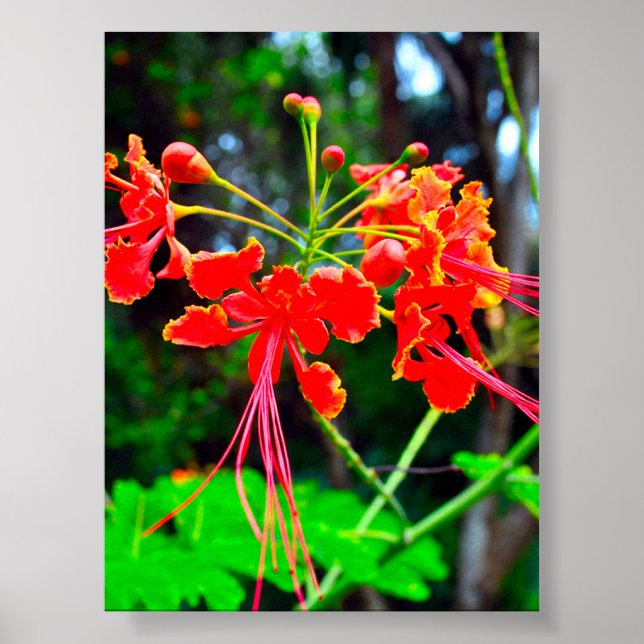 Póster Pride of Barbados Stretched Canvas Print (Frente)