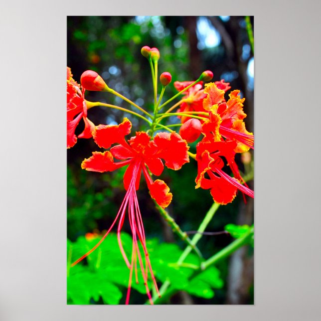 Póster Pride of Barbados Stretched Canvas Print (Frente)