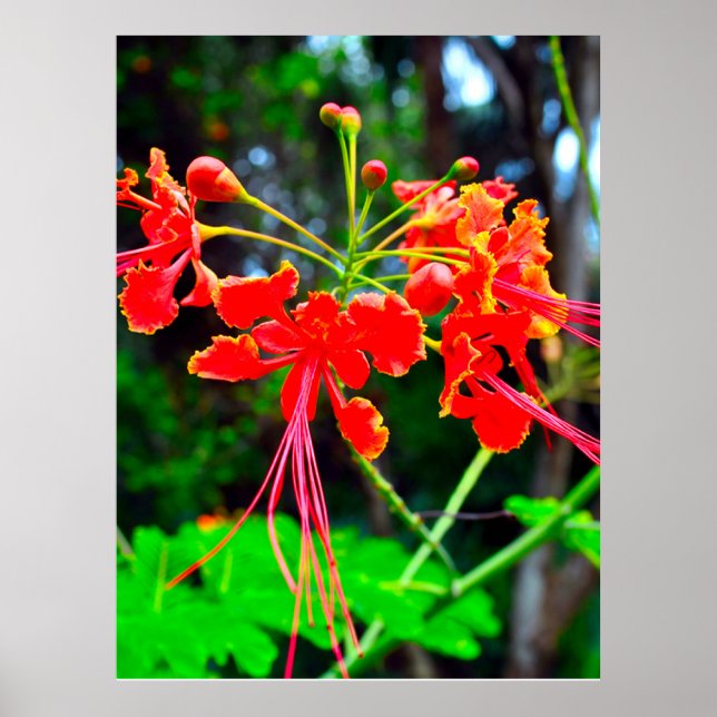 Póster Pride of Barbados Stretched Canvas Print (Frente)
