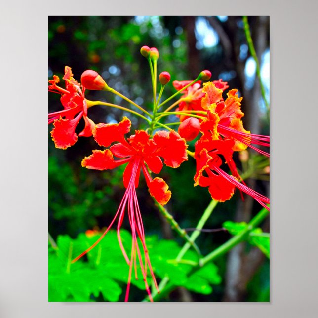 Póster Pride of Barbados Stretched Canvas Print (Frente)