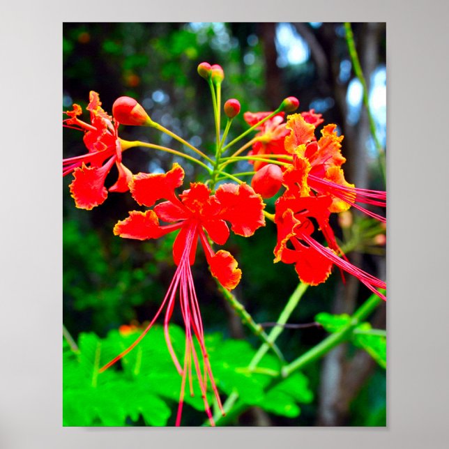 Póster Pride of Barbados Stretched Canvas Print (Frente)