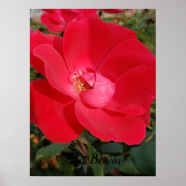 Póster primaría única