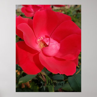 Póster primaría única