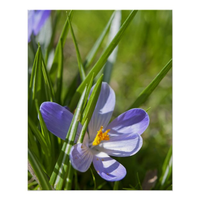 Póster Primavera (Anverso)