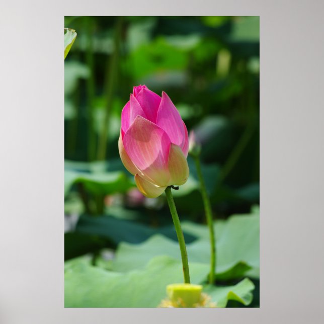 Póster Primavera (Frente)