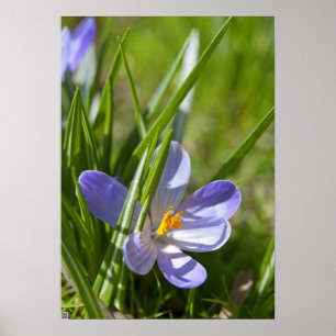 Póster Primavera