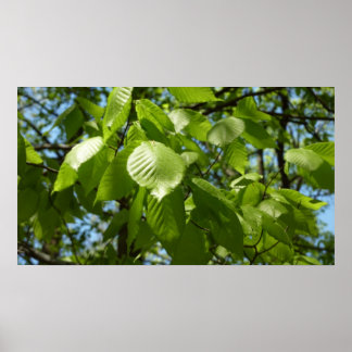 Póster Primavera Birch deja el árbol verde