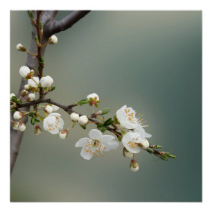 Póster primavera cálida