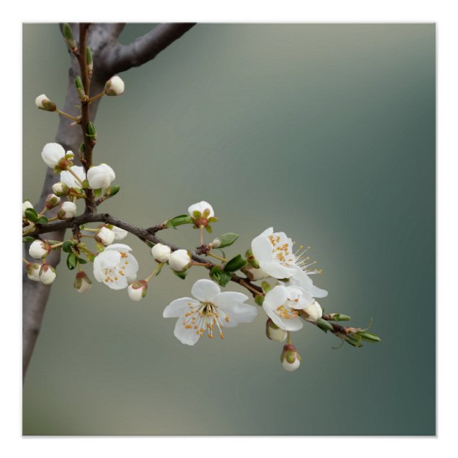 Póster primavera cálida (Anverso)