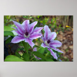 Póster Primavera de Clematis