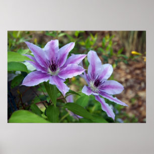 Póster Primavera de Clematis