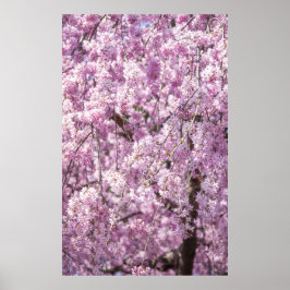 Póster Primavera de flores de cerezo