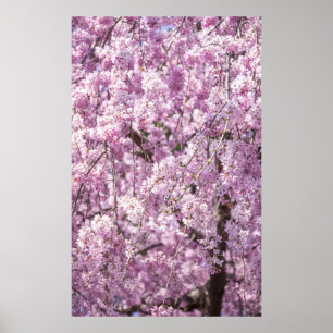 Póster Primavera de flores de cerezo