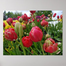Póster Primavera de tulipanes rojos