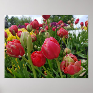 Póster Primavera de tulipanes rojos