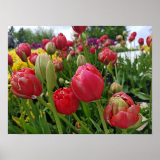 Póster Primavera de tulipanes rojos