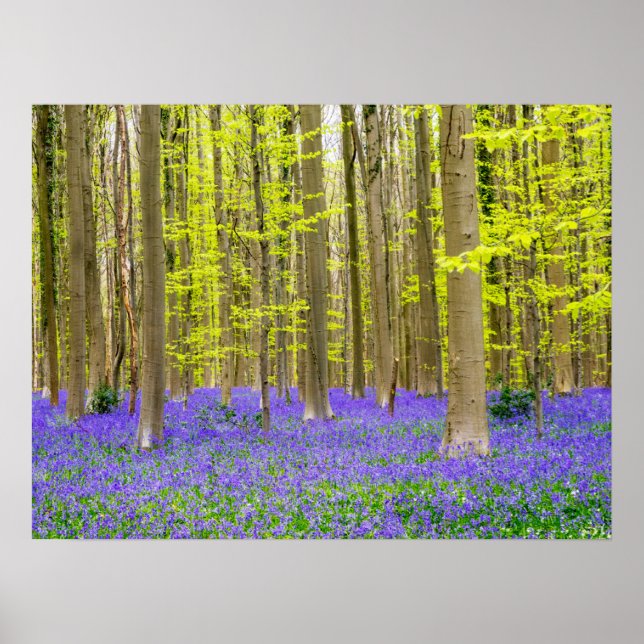Póster Primavera en el bosque azul (Frente)