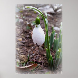 Póster Primavera en febrero