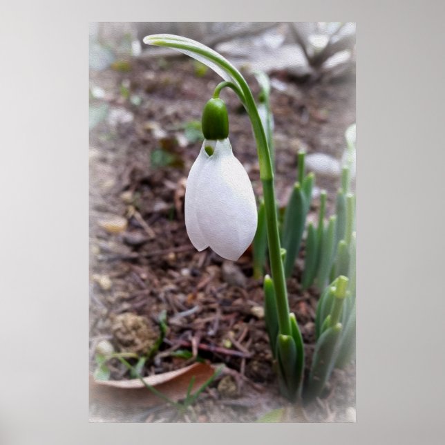 Póster Primavera en febrero (Frente)
