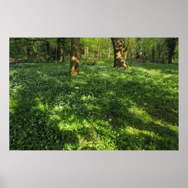 Póster Primavera en los bosques (Frente)