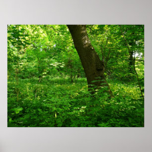 Póster Primavera en los bosques