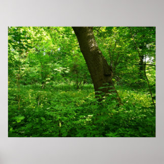 Póster Primavera en los bosques