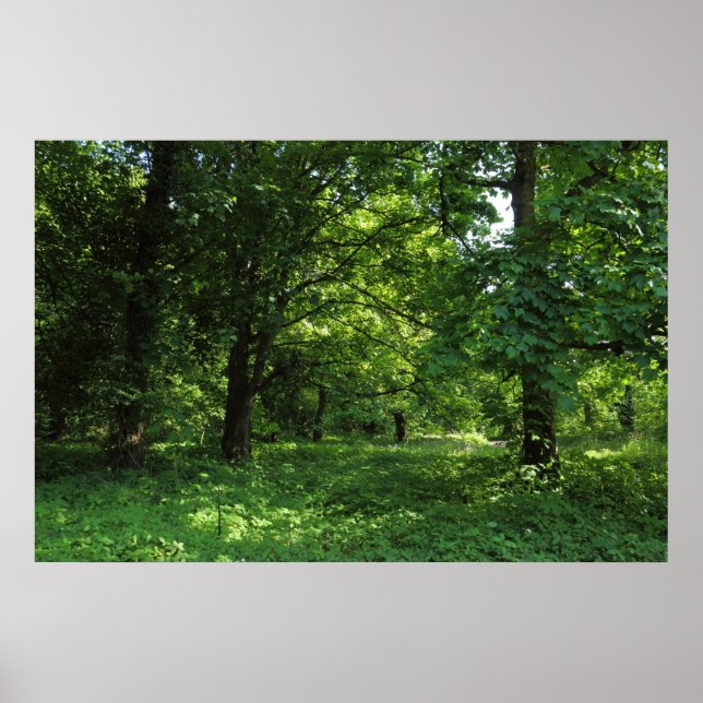 Póster Primavera en los bosques 01 (Frente)