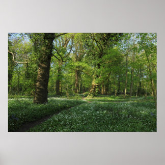 Póster Primavera en los bosques, Bute Park, Cardiff