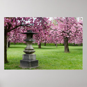 Póster Primavera en París en flor de cerezo