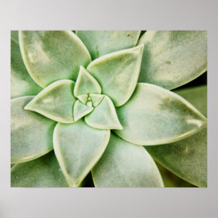 Póster Primavera exitosa