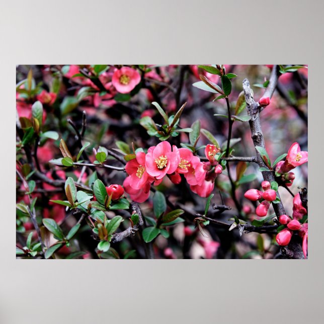 Póster Primavera Flor de Rosa (Frente)