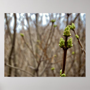 Póster Primavera [impresión]