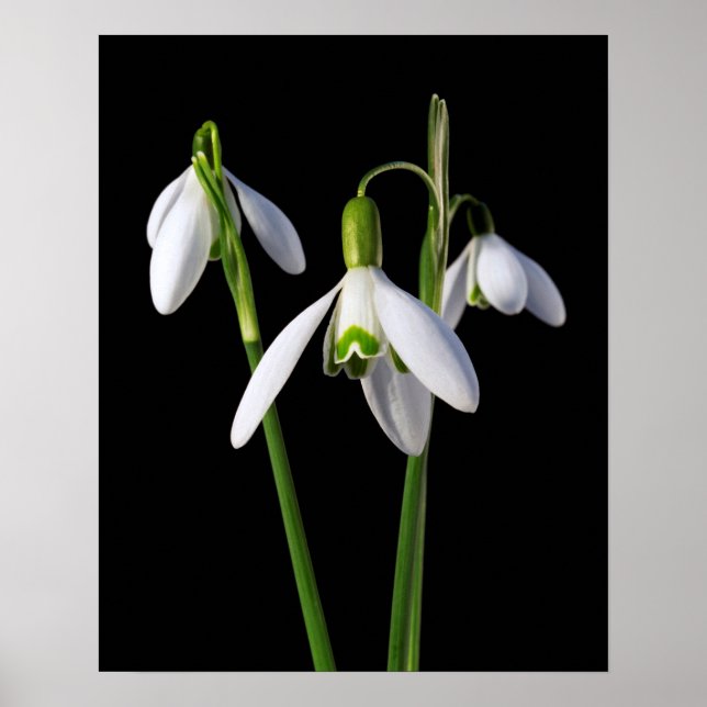 Póster Primavera primavera eterna (Frente)