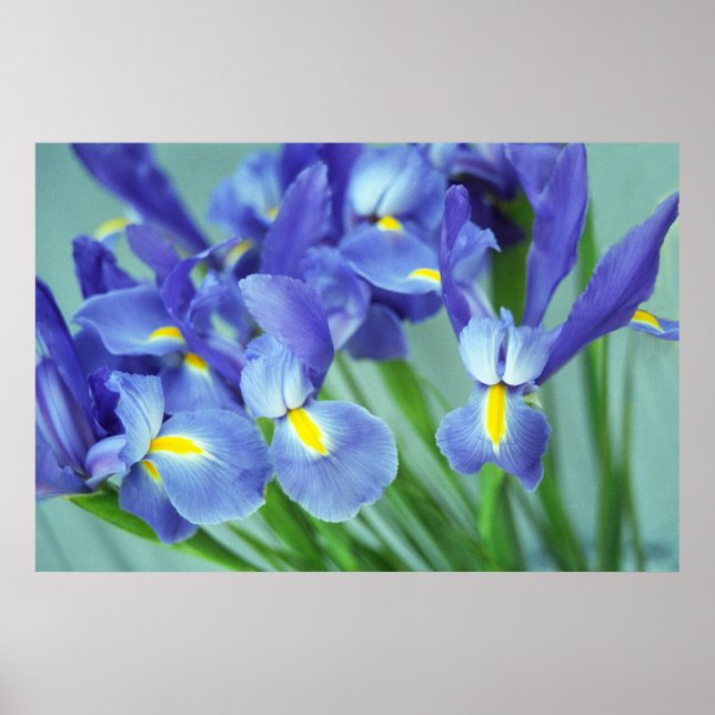 Póster Primavera Purple Iris Flowers Poster Art Print (Frente)