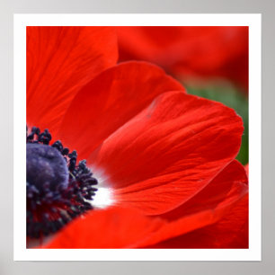 Póster Primavera roja de la amapola floral