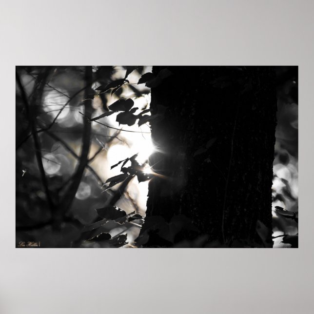 Póster Primer Bokeh Ligero En El Poster Forestal (Frente)