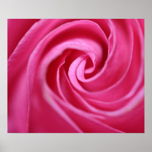 Póster Primer color de rosa rosado